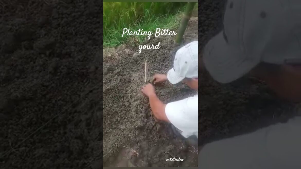 Planting bitter gourd #shortvideo #plants #vegetables #bittergourd