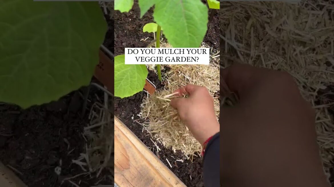MULCHING YOUR VEGGIE GARDEN: I’m using shredded straw. #garden #vegetablegardening