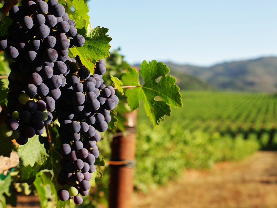 The Shout Magazine (New Zealand)