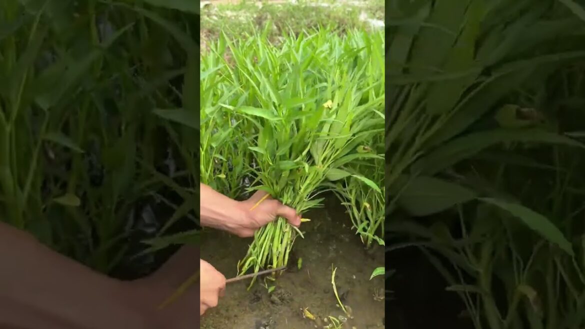 야채를 자르다 #farming #enjoyrurallife #naturerurallife #vegetables #garden #rogator #short 6435224