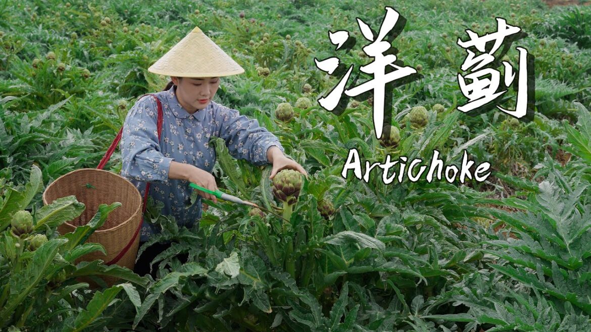 The “King of Vegetables” — Artichoke: A Vegetable Most People Have Heard Of but Never Tried The "King of Vegetables" — Artichoke: A Vegetable Most People Have Heard Of but Never Tried