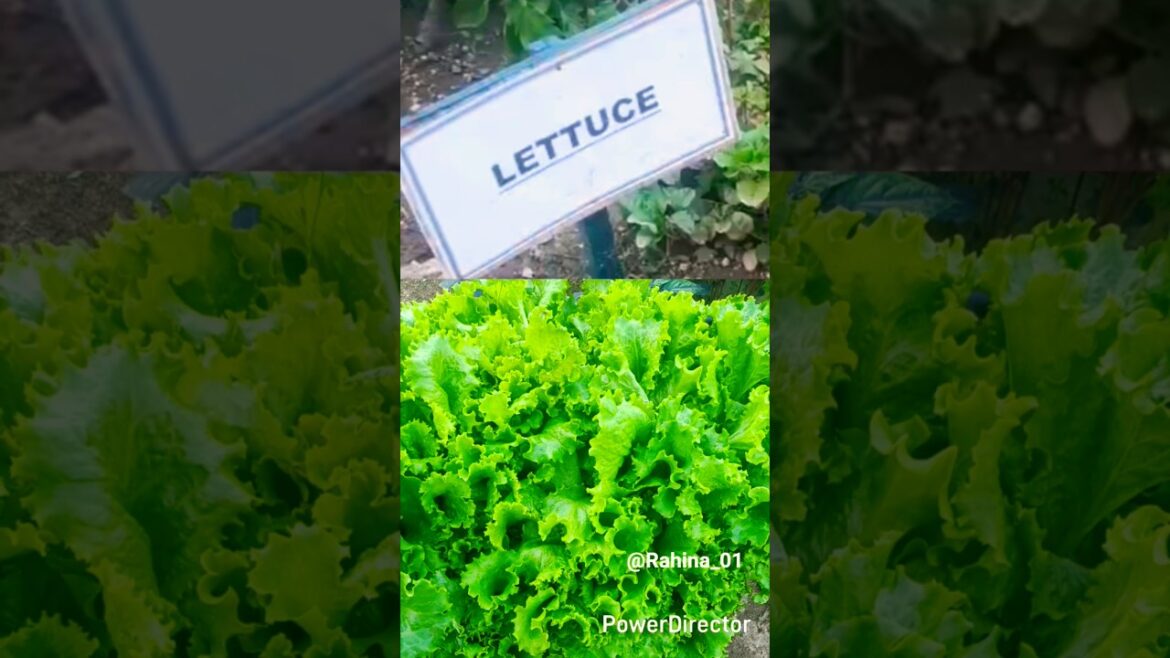 Lettuce Plant in garden#lettuce #gardeningshorts #vegetablegarden #rahina_01#shorts #viralshorts#yt