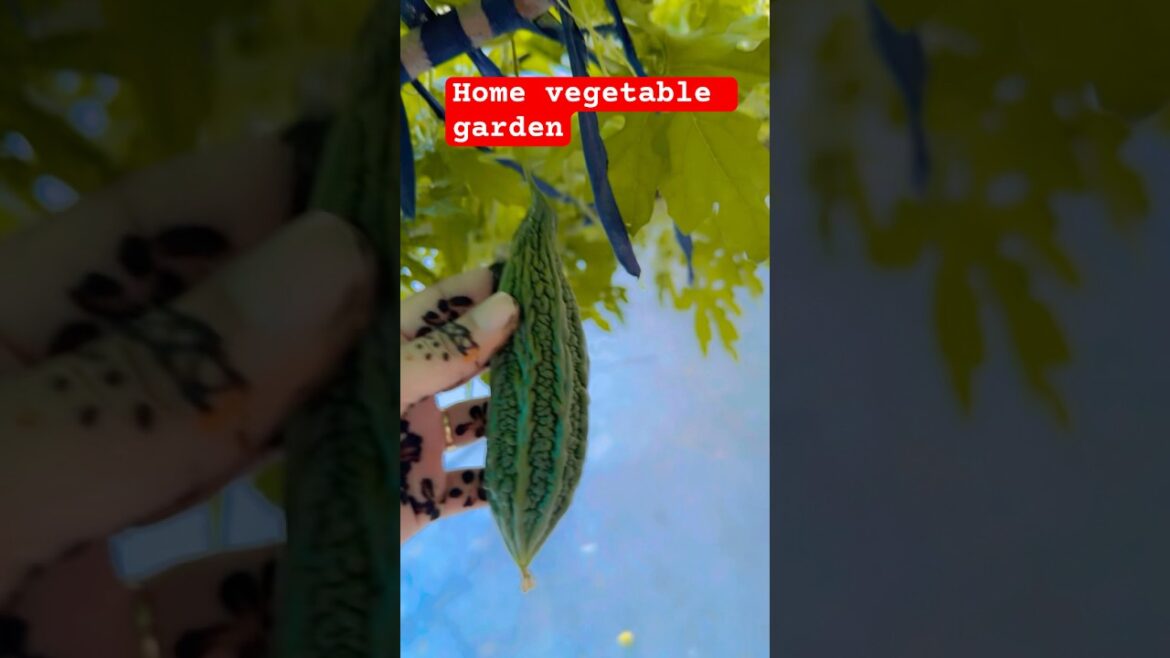 Vegetable garden #shorts #viralshort #bittergourd #garden #plants #kitchen