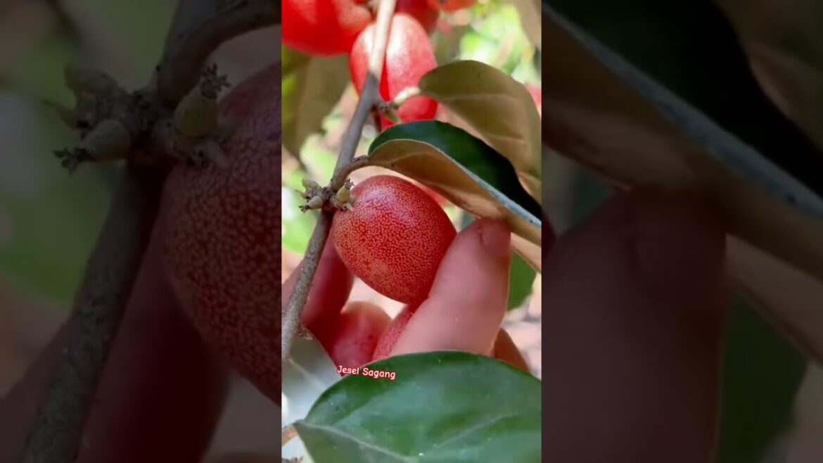 Harvesting  uncommon Vegetables in the Garden