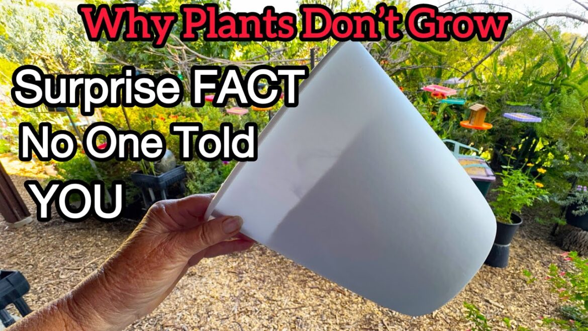 Sun Harmful to Your Vegetable Garden Plants in Container Gardening Sun Harmful to Your Vegetable Garden Plants in Container Gardening