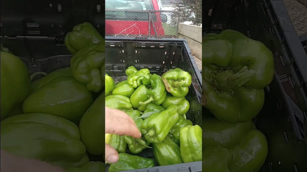 Big Vegetable garden Haul #gardening #vegetablegarden #homesteading