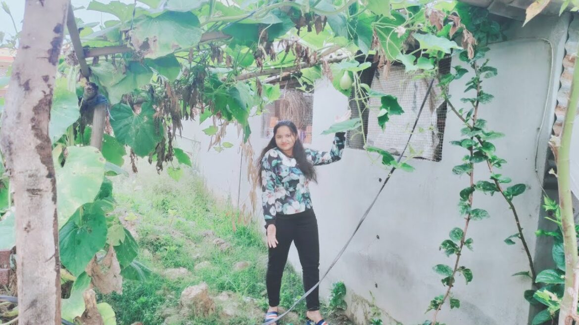 My sweet vegetable garden//block