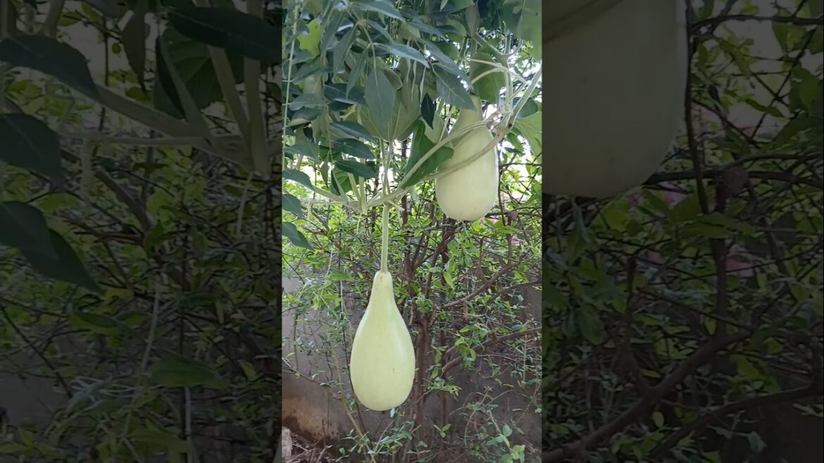 #anapakaya #vegetables #garden #trending #gardening