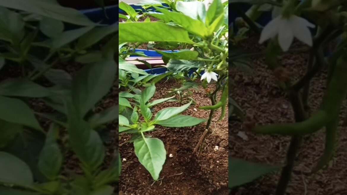 HAPPY GARDENING#garden #gardening #shorts #ytshorts #youtubeshorts