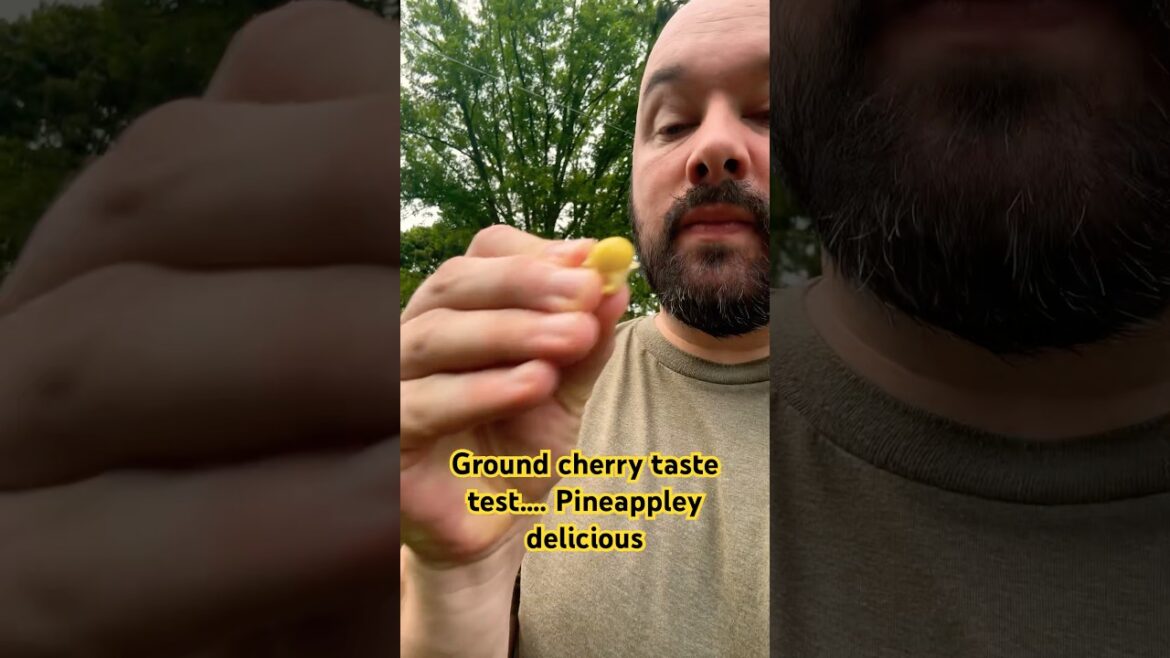 Ground Cherry taste test. #gardening #groundcherry #vegetablegardening #vegetablegarden