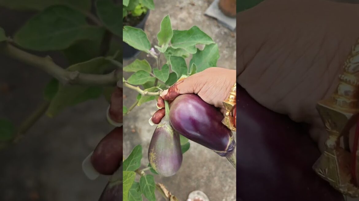 ছাদ বাগানের সবজি তুলে কি রান্না করলাম #shorts #trending #vegetable #garden #eggplant