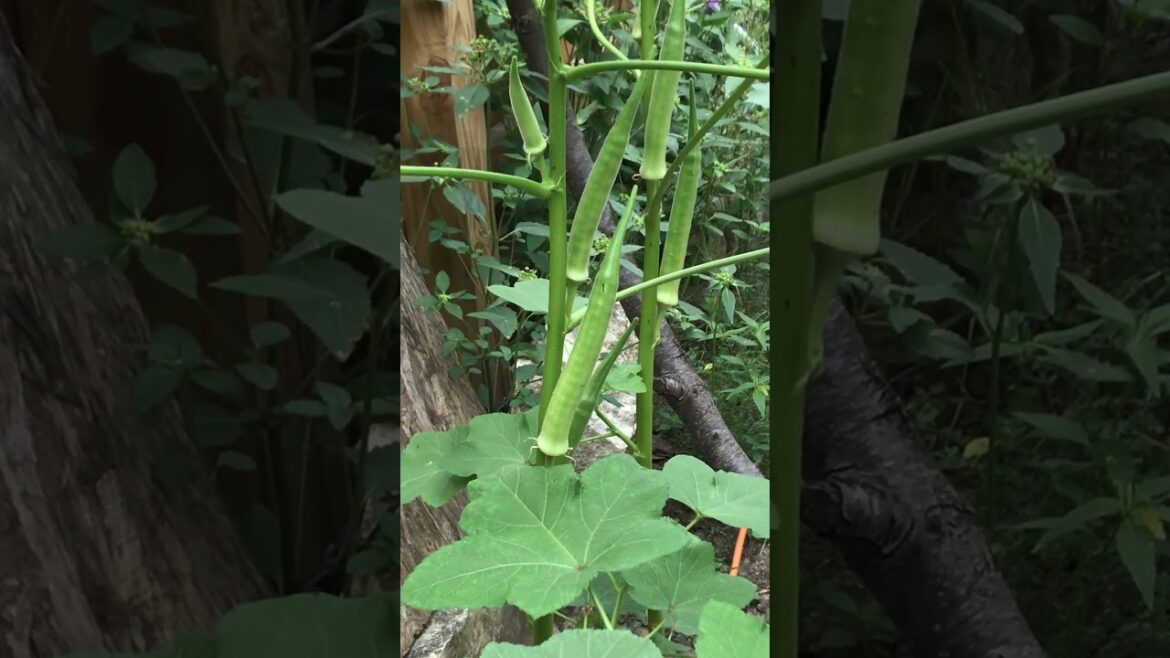Okra plant #shorts #vegetables #garden