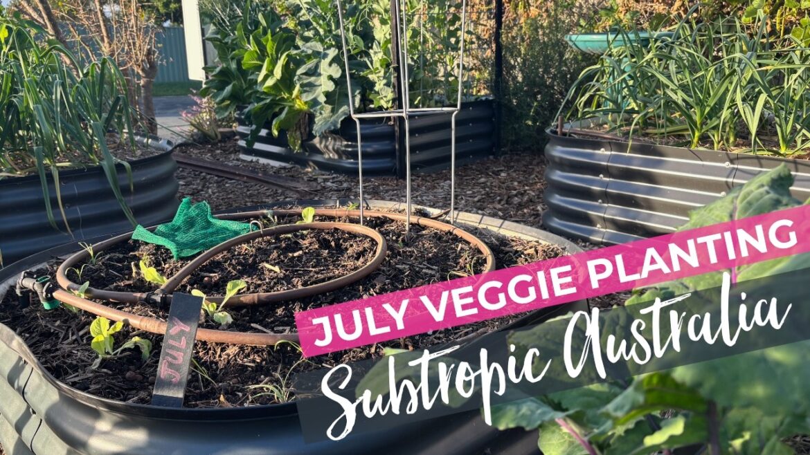 July Planting – Subtropical Australia Vegetable Garden July Planting - Subtropical Australia Vegetable Garden