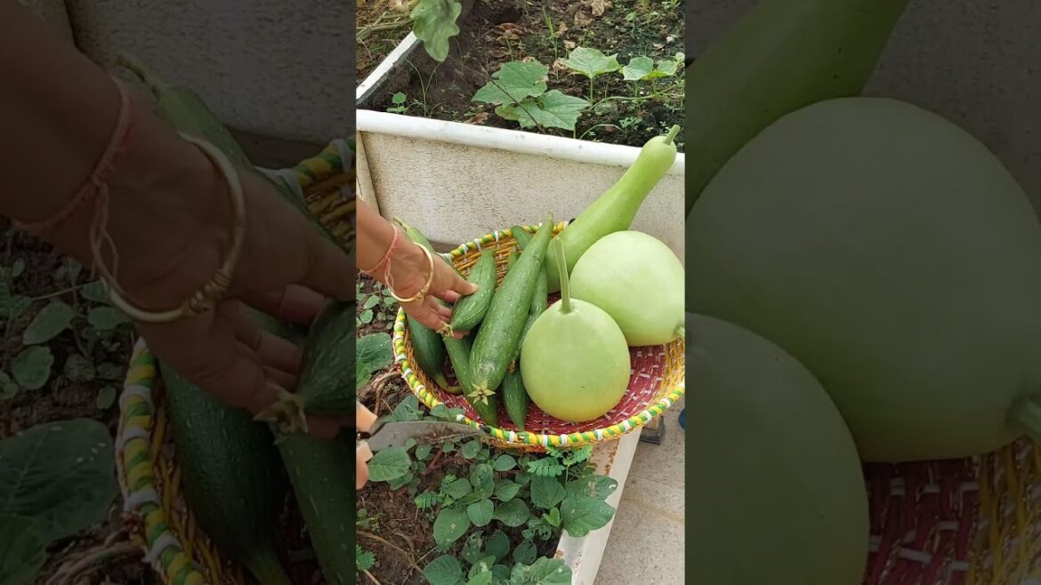 terrace garden se harvesting #gardening #organicvegetables #vegetablegardening #terracegardning