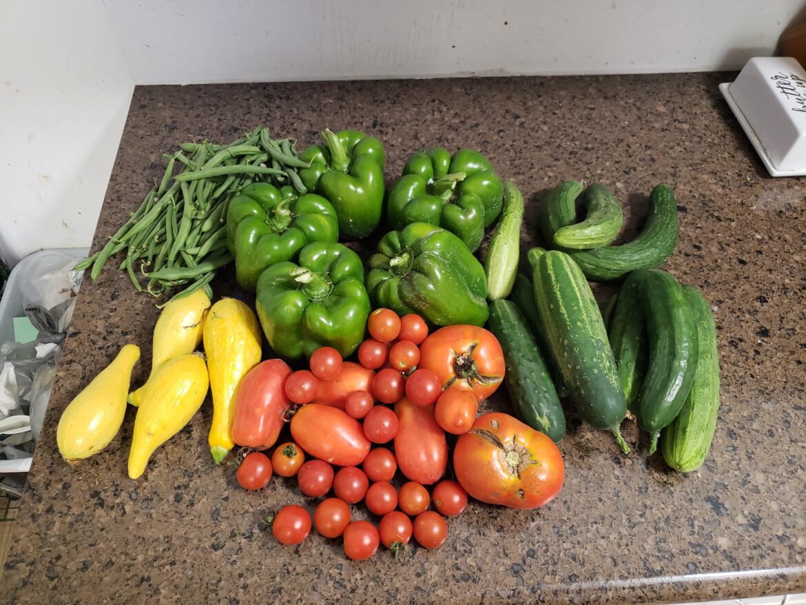 Today's harvest