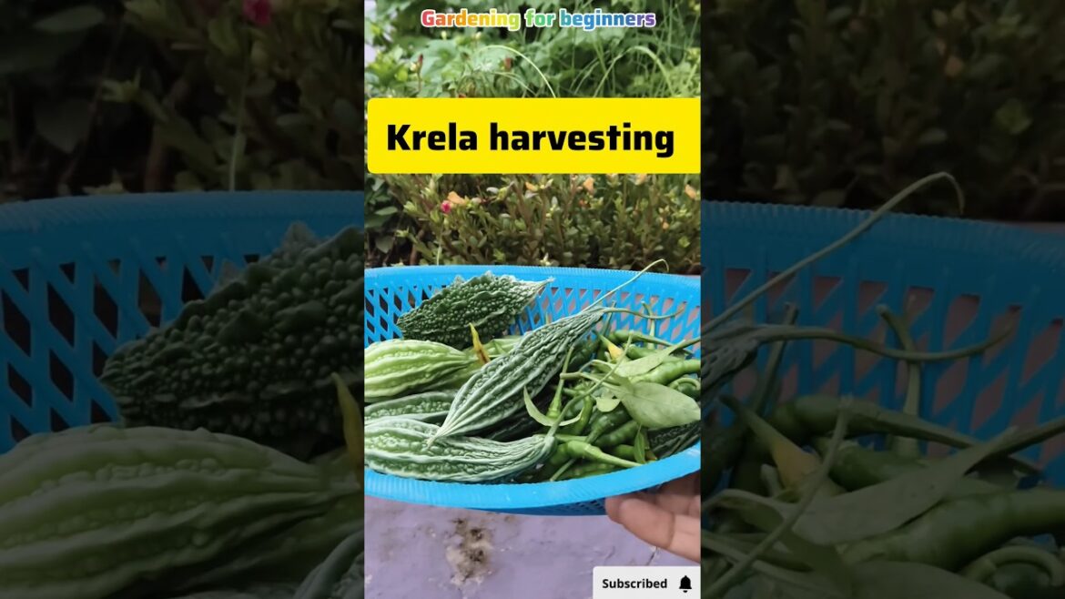 आज की सब्जियों की हार्वेस्टिंग|| #terracegardenindia #garden #plants #agriculture