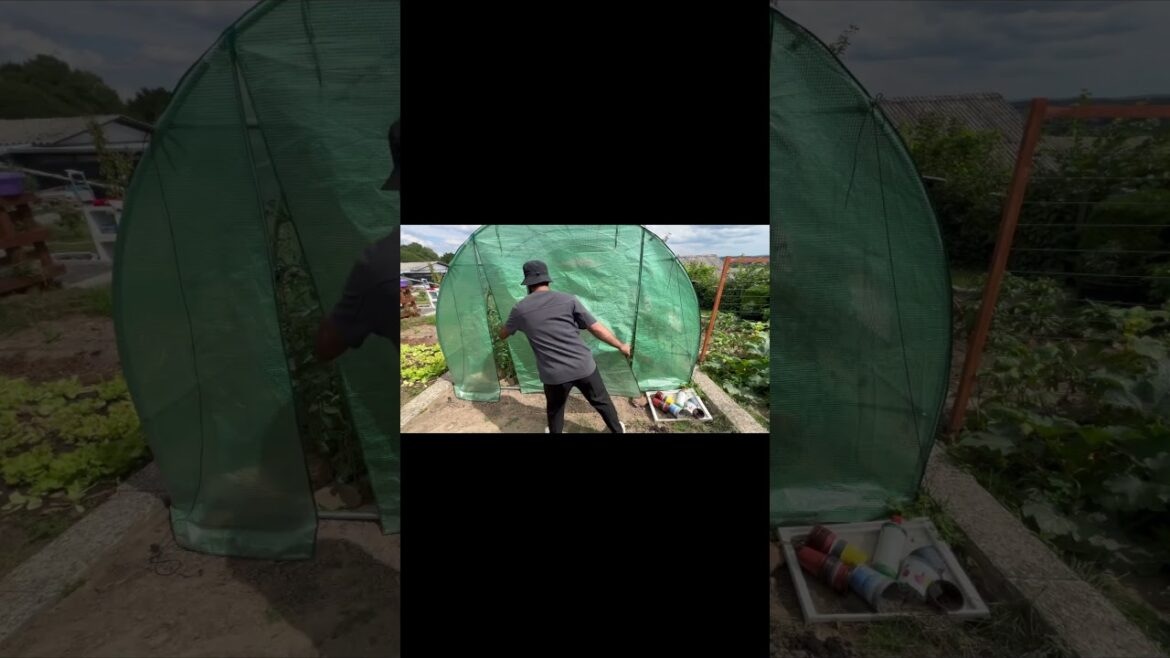 Midday in the Vegetable Garden - Tomatoes, Cucumbers & Watering