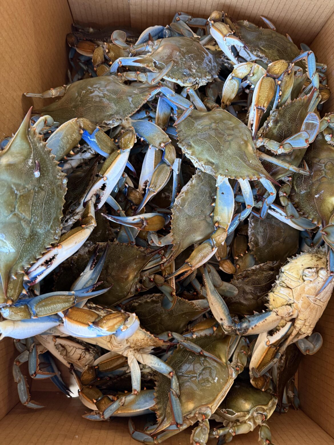 Blue Crabs!