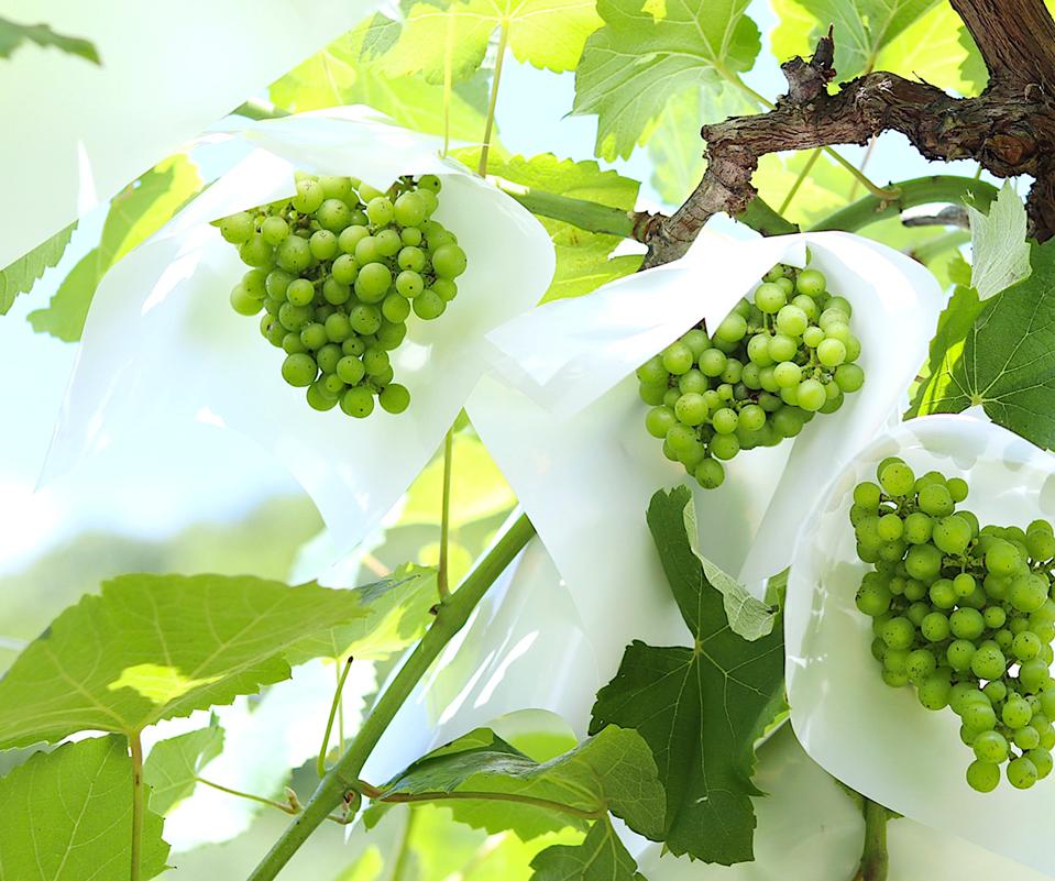 Grapes wrapped in paper on the vine:  Carefully grown Japanese wine grapes.  