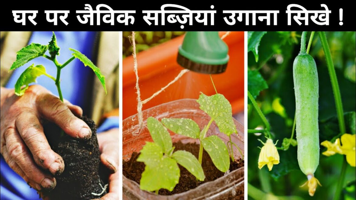 Grow your Own Vegetables Garden at home with low Investment