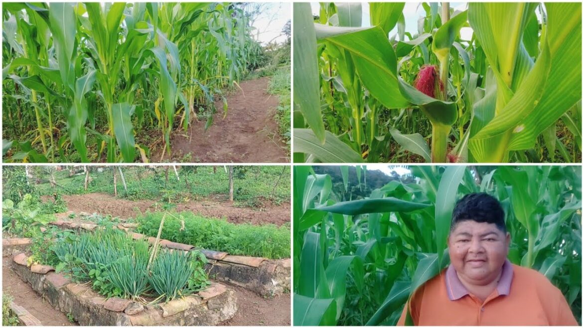 MOSTRANDO A  HORTA E A ROÇA DE MILHO