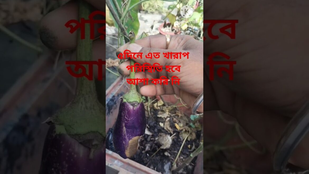সফলতা সবাই ভালো বাসে/ ব্যর্থতার পরই সফলতা আসে #vegitable_gardening #youtube #gardening #ছাদ_বাগান