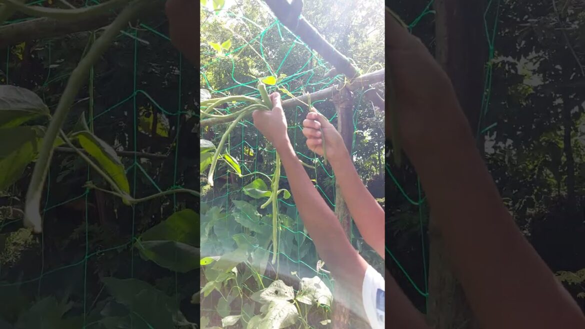 Relaxing Weekend Vegetable Garden Harvest ASMR #shorts #gardening