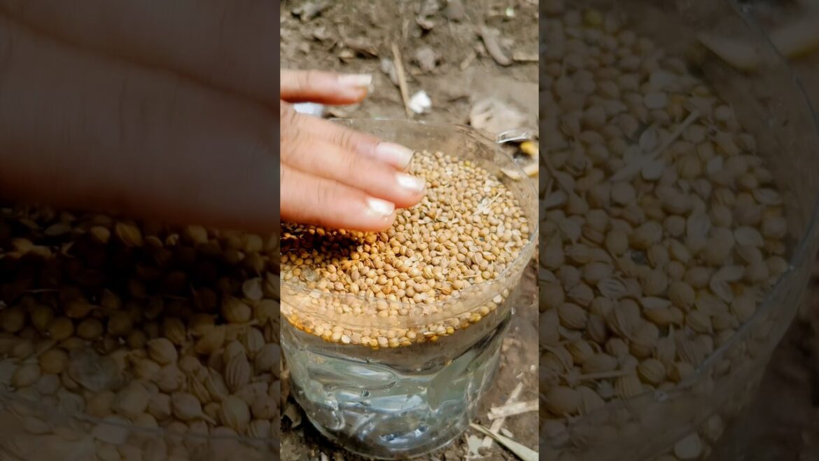 GROWING Coriander at Home Like a Pro!