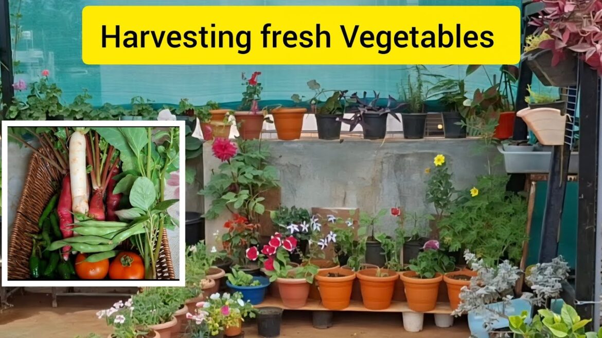 My terrace vegetable garden @Flowers bliss #garden #vegetablegarden #terracevegetablegarden