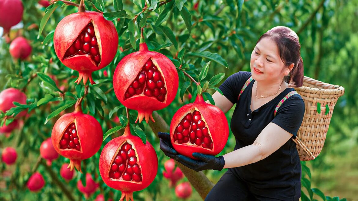 Harvesting Ripe Red Pomegranates Fruit to sell, Country Girl’s Tradition Salad Pomegranates Recipe