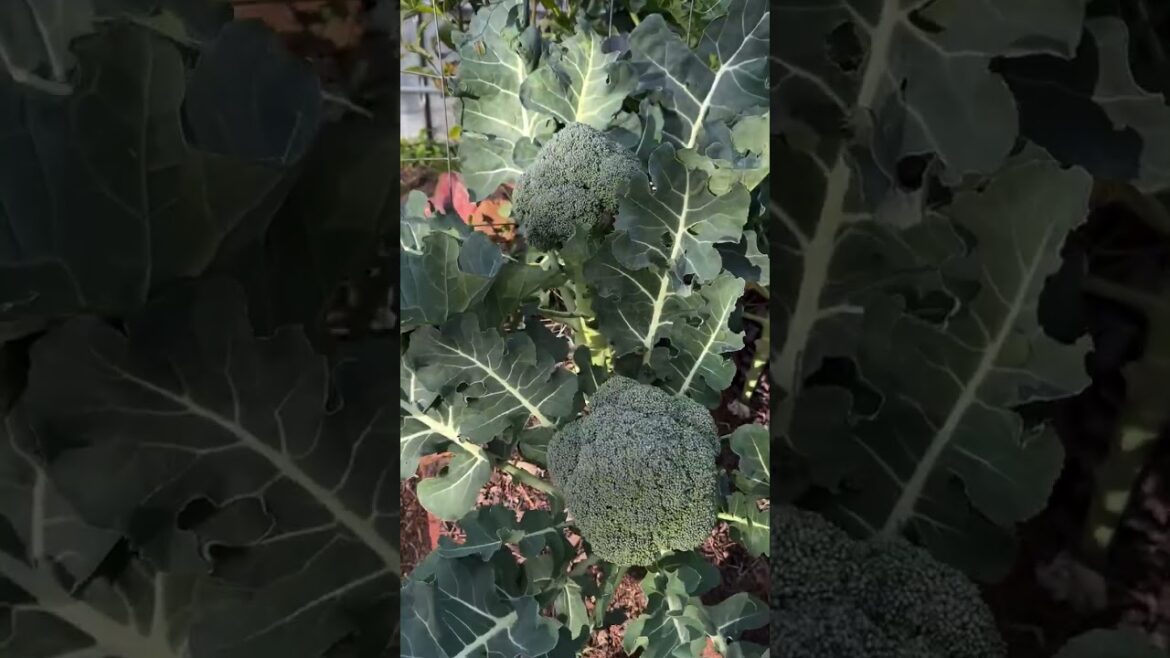 broccoli planting guide, vegetable gardening, easy gardening, fresh broccoli