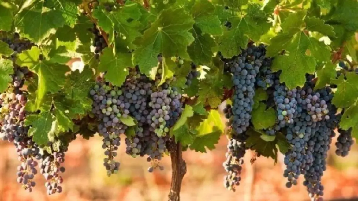 Wine and Summer: What to Buy at EKO MARKET and What to Drink with the Main Beverage of the Warm Season Video