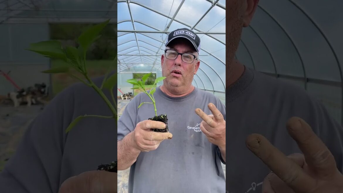 3 Mistakes to Avoid when Planting Peppers!!! #peppers #gardening #bellpeppers #shorts