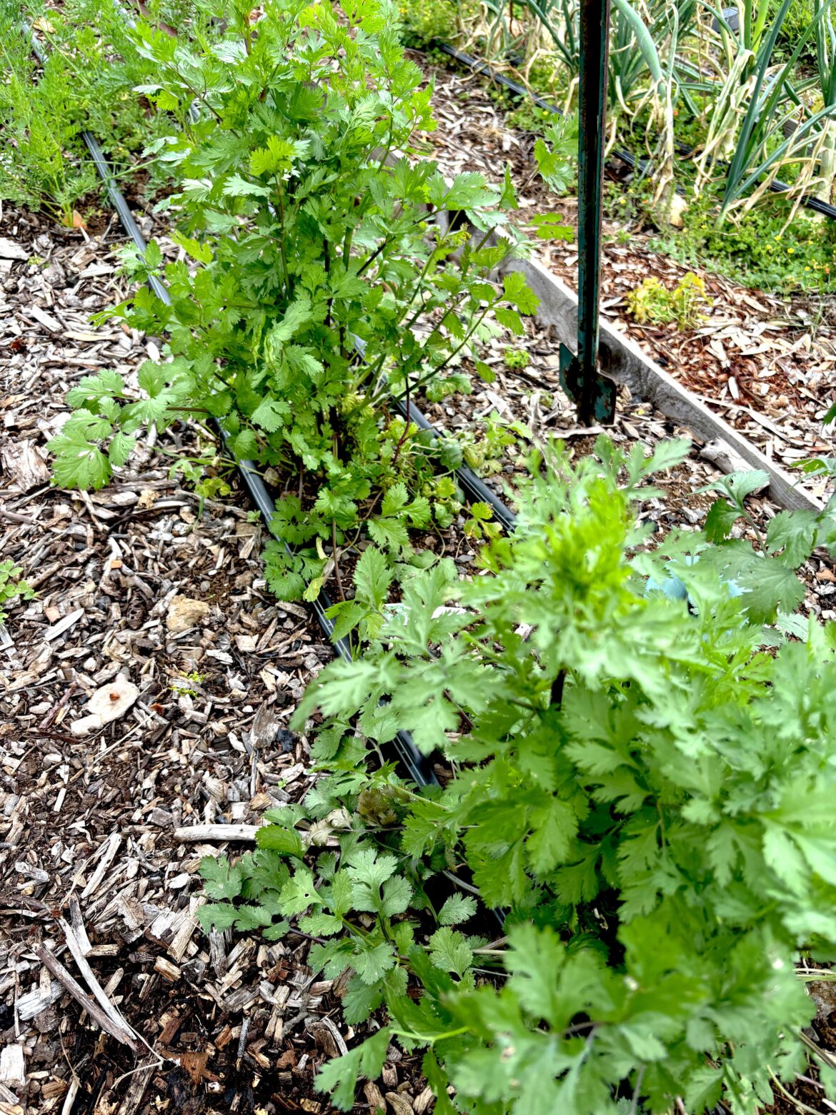 I may not be rich but I have 2 cilantro plants and my taco game has leveled up