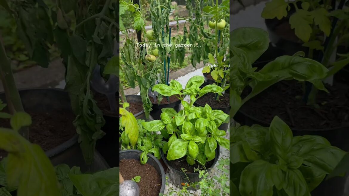 My little vegetable garden