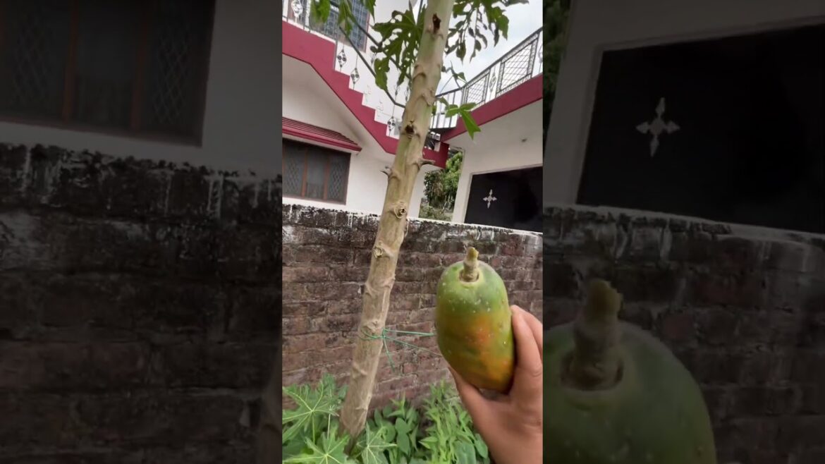 Home vegetable garden