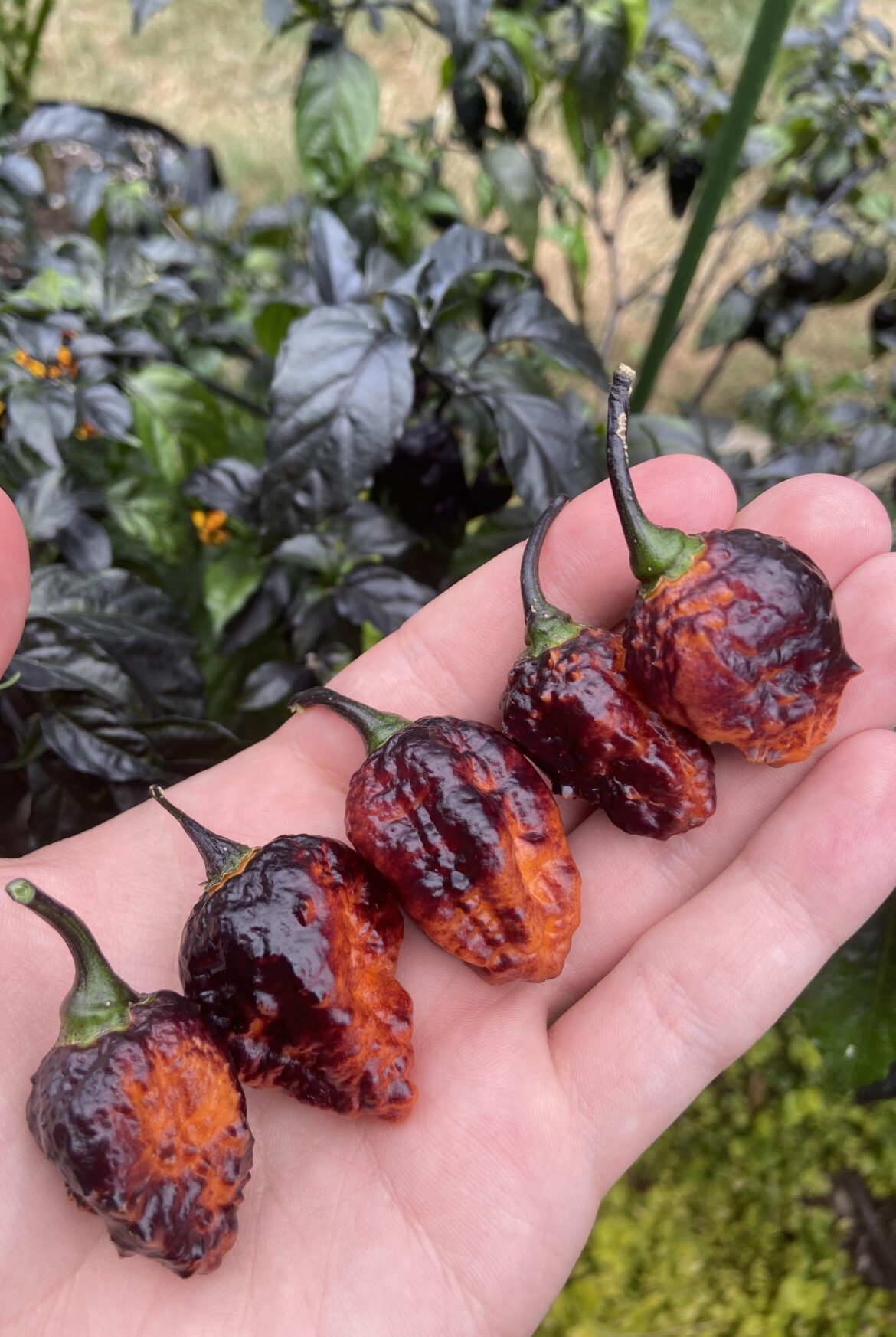 Picking some more lava rocks (hallows eve)