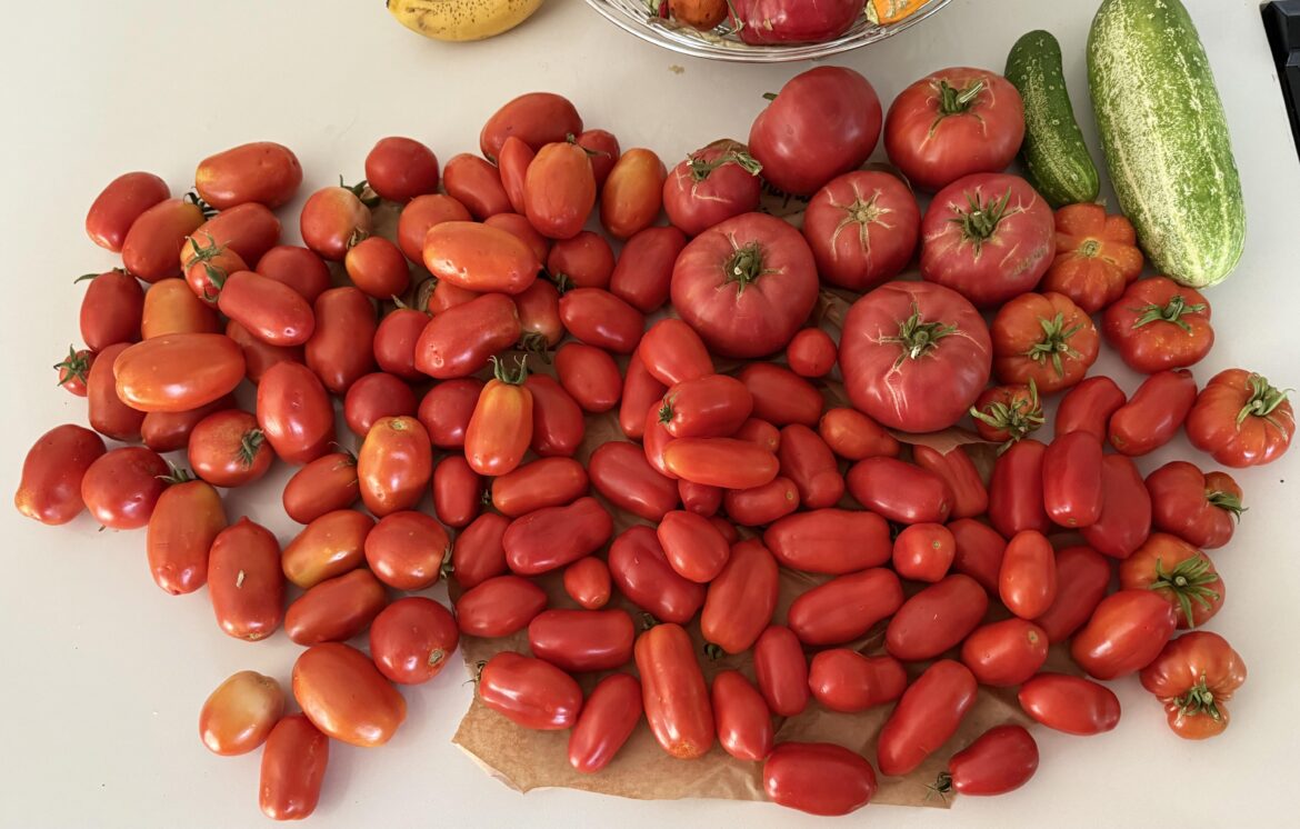 Yesterdays tomato harvest