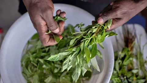 AFP/Getty Images The hands of a chef pluck green mrenda (jute mallow) leaves from stalks and lets them fall into a white bowl underneath.