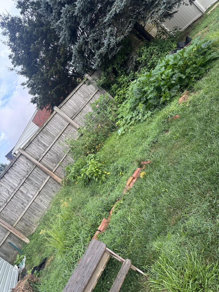 I left my garden for 12 days…