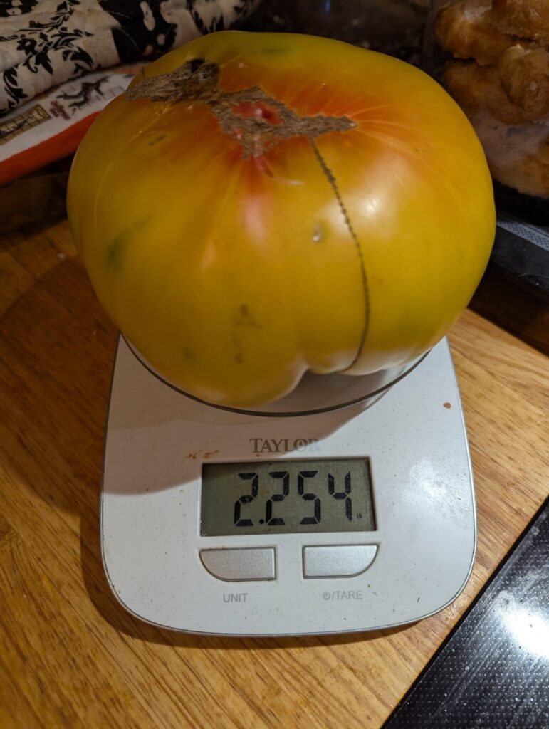 Just wanted to show off this tomato I grew