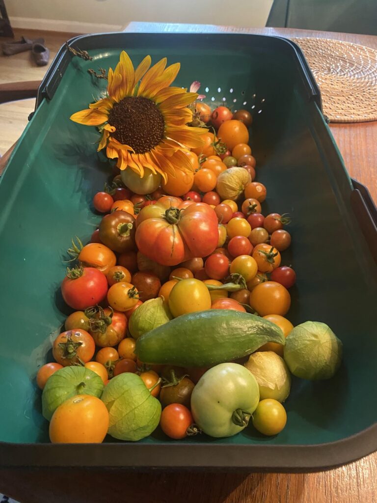 First time growing from seed!!