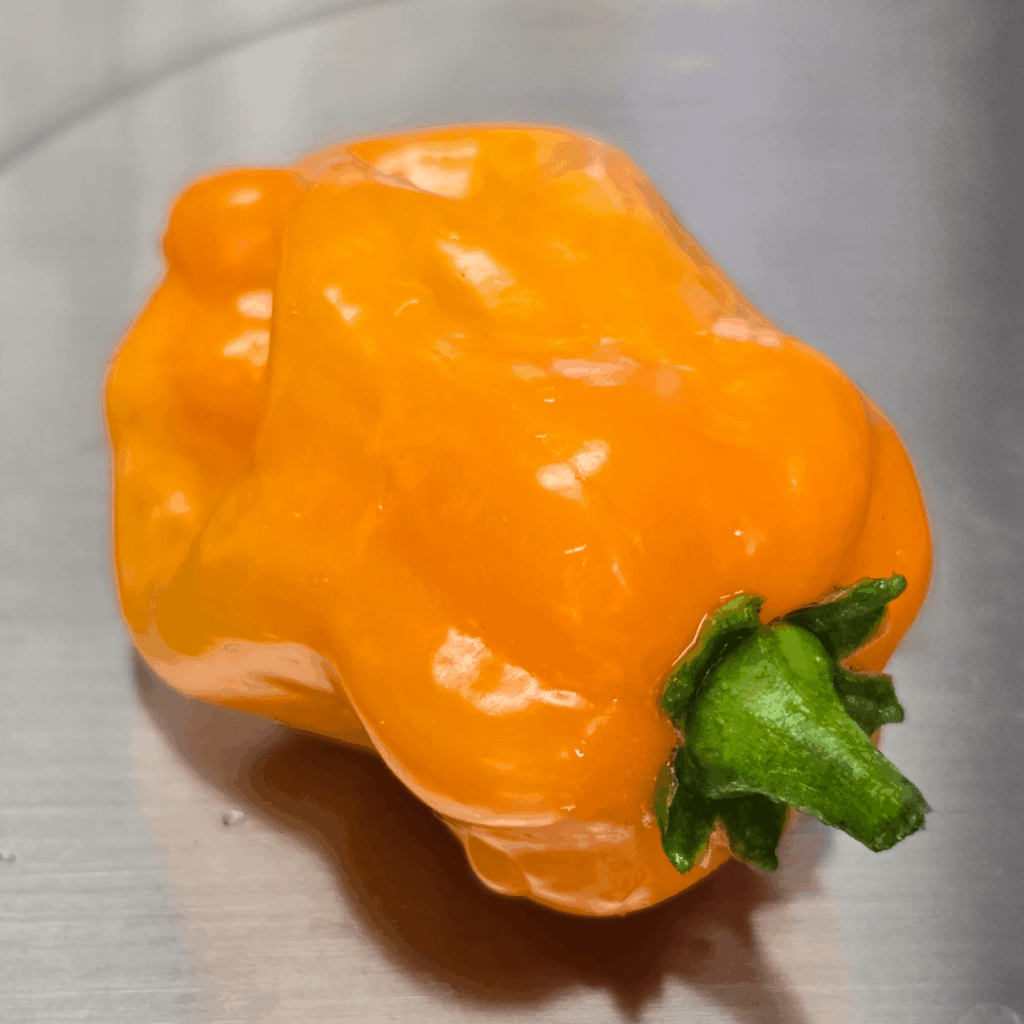 My 1st Habanero! LFG!