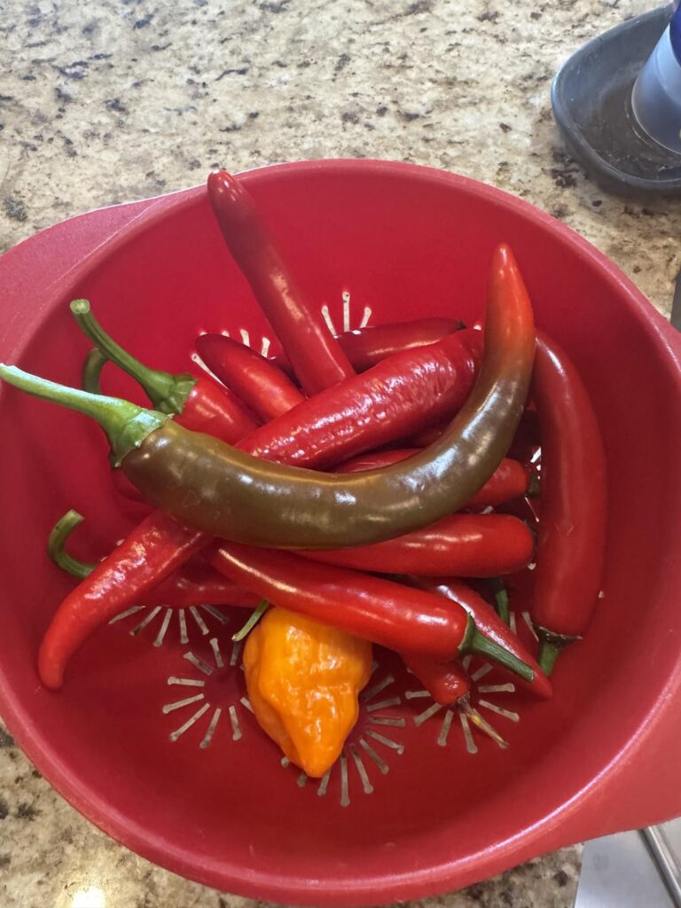 Roasted salsa this morning. Fresh peppers, onions, tomatillo, and cilantro.