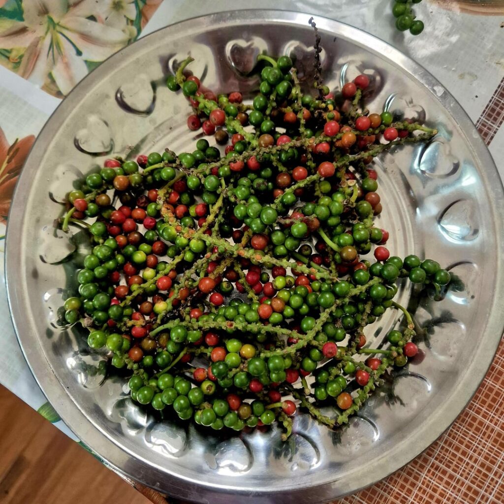 I am living on a pepper plantation right now