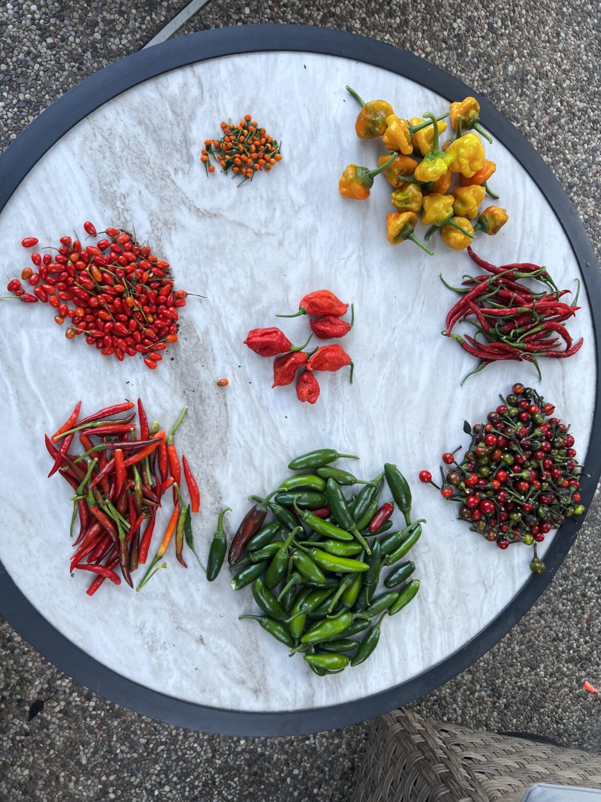 Today’s harvest