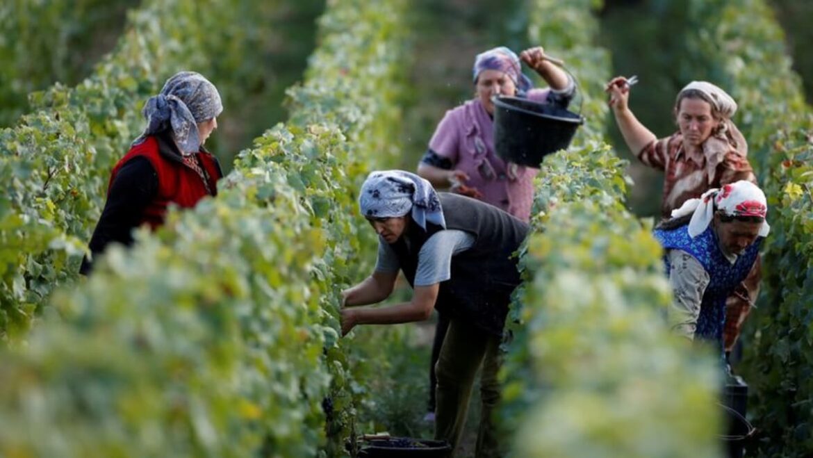 France jails three for exploiting migrant labour in Champagne harvest France jails three for exploiting migrant labour in Champagne harvest