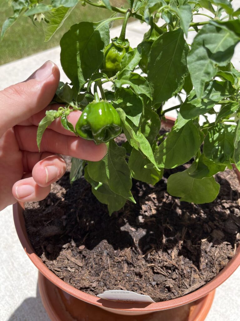 My first habaneros of the year
