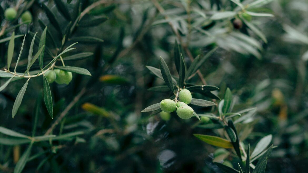 Egypt Proposes Geographical Indication for Ras Sedr Olive Oil