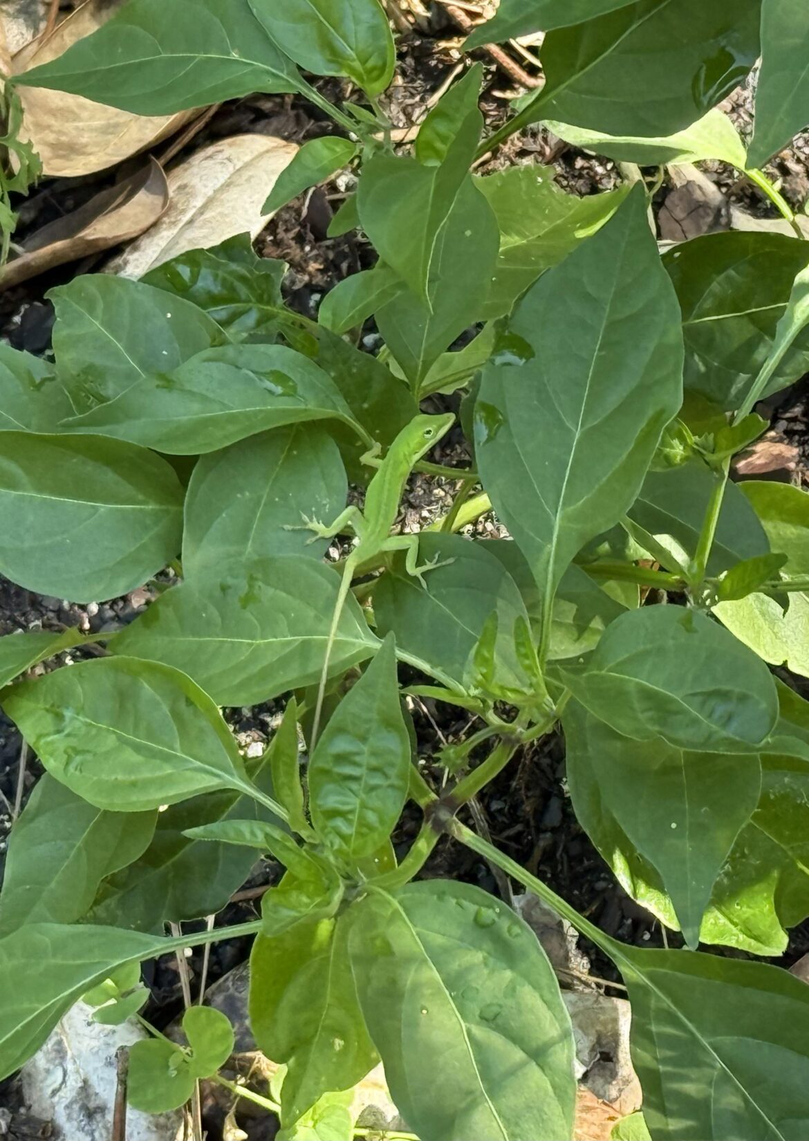 Happy to see this little guy tending my peppers…